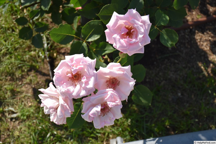 'Madame Butterfly' rose photo