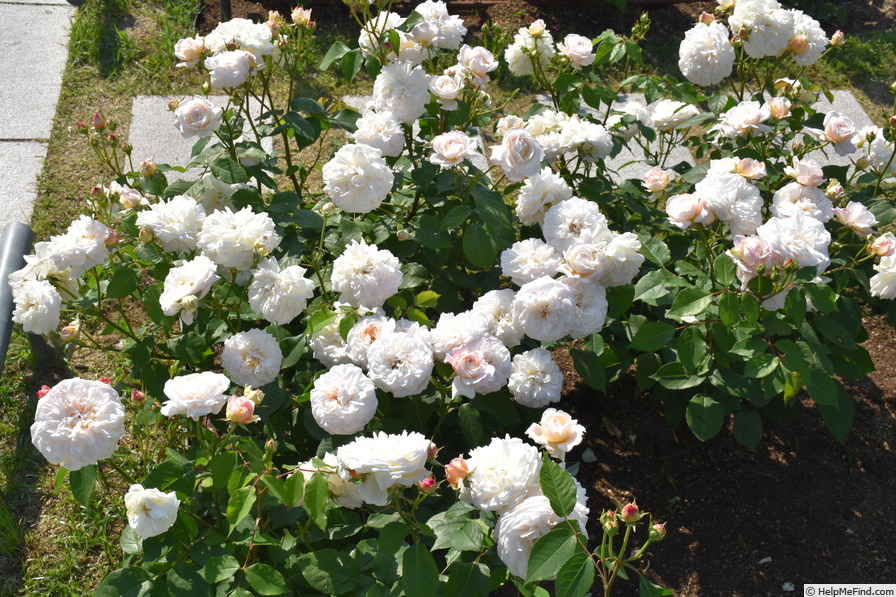 'Gruss an Aachen (hybrid tea, Hinner 1909)' rose photo
