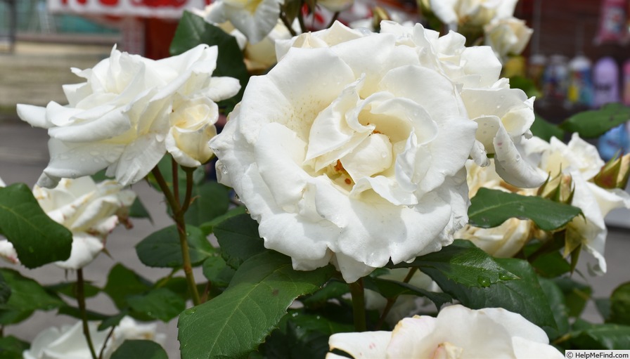 'Ginsekai' rose, click to enlarge 'Ginsekai' rose photo