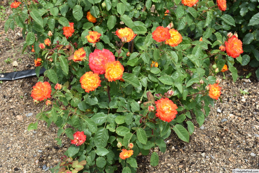 'Nishiki' rose photo