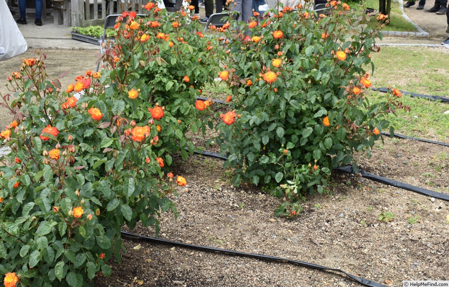 'Nishiki' rose photo