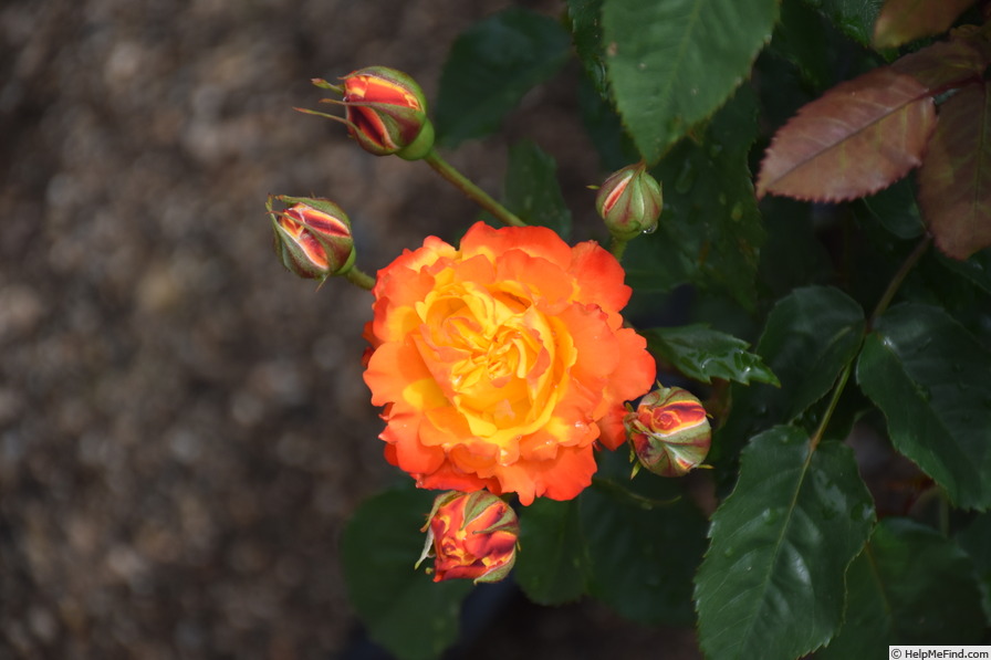 'Nishiki' rose photo