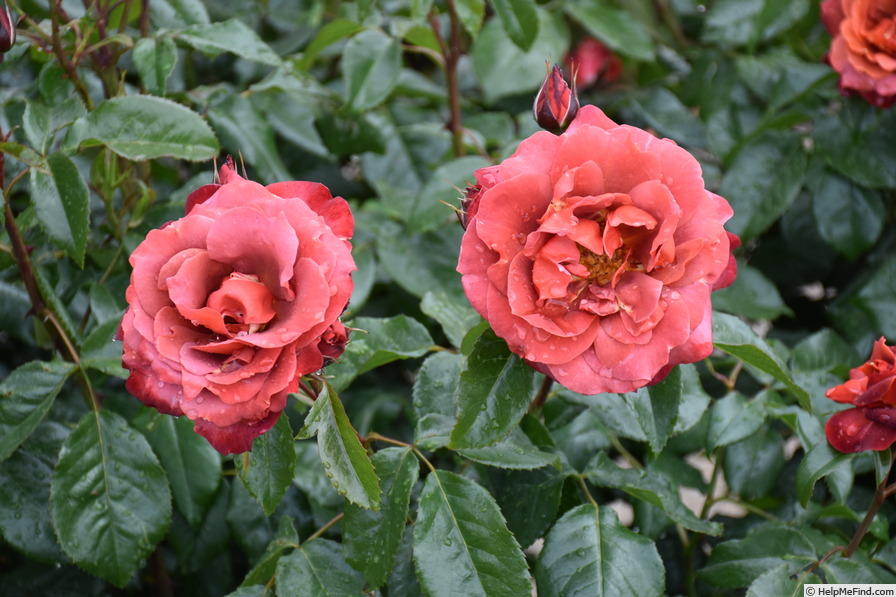 'Hot Cocoa ™ (floribunda, Carruth 2001)' rose photo
