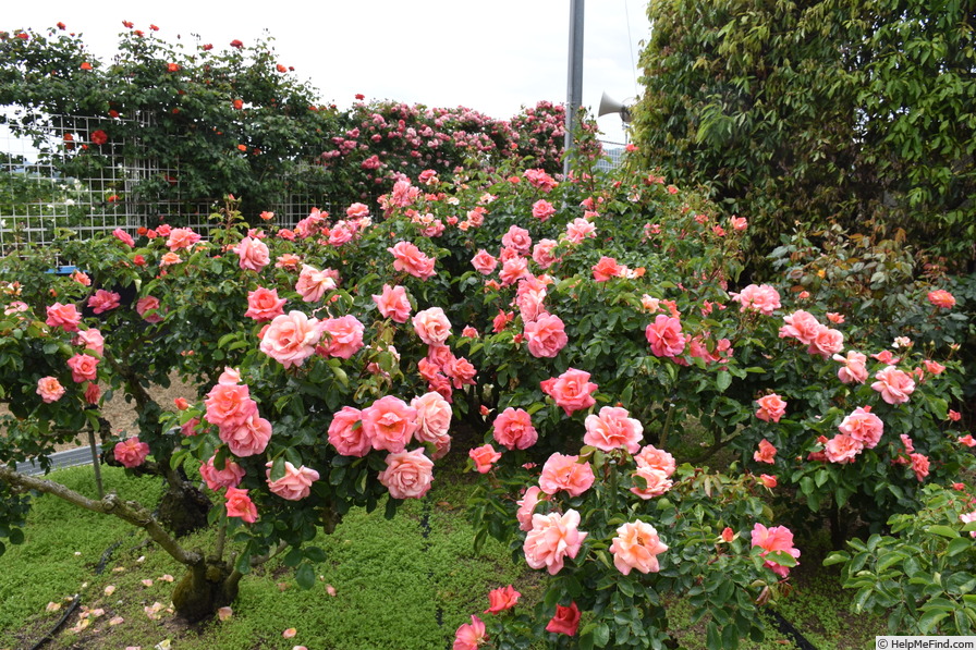 'Zambra '92' rose photo
