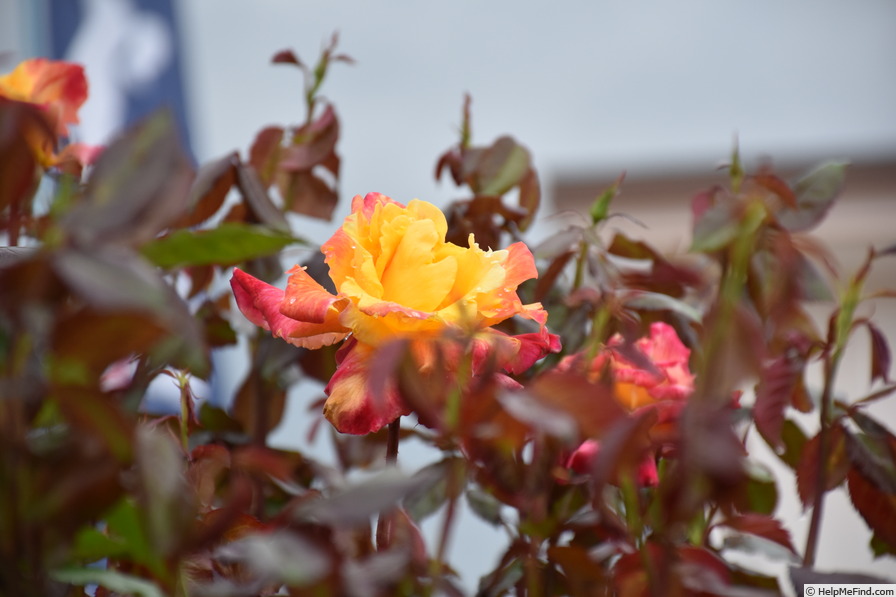 'Desert Peace ™' rose photo