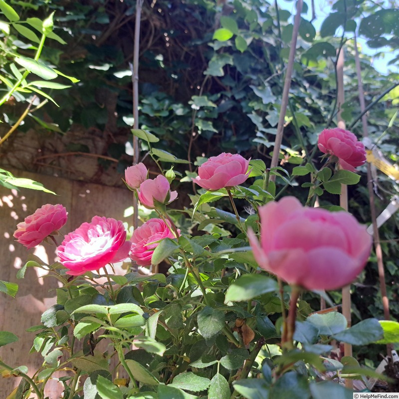 'Pomponella ® (floribunda, Kordes 2005)' rose photo