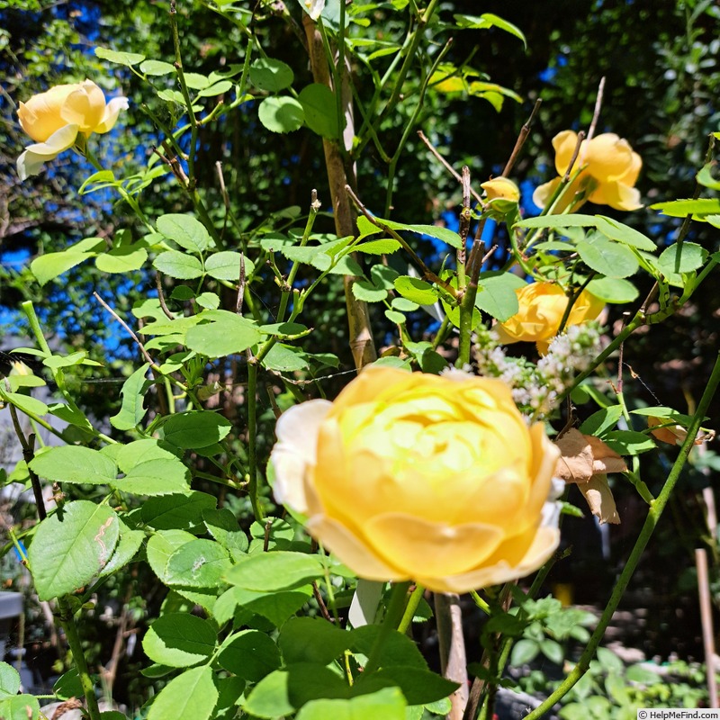 'Vanessa Bell' rose photo