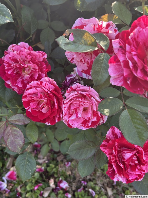 'Scentimental ™ (floribunda, Carruth 1996)' rose photo