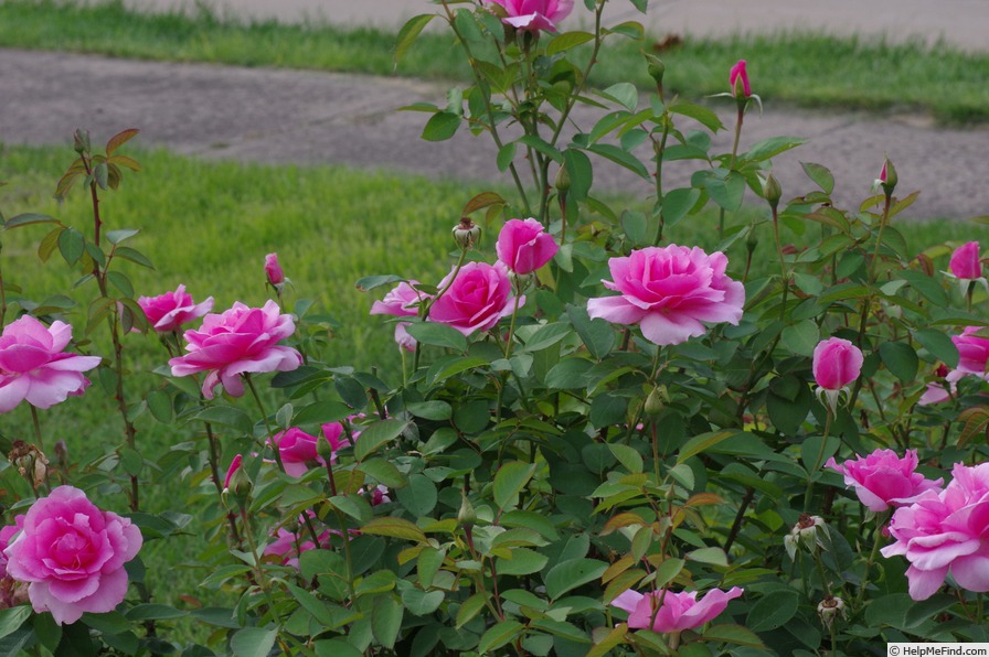 'Earth Song' rose photo