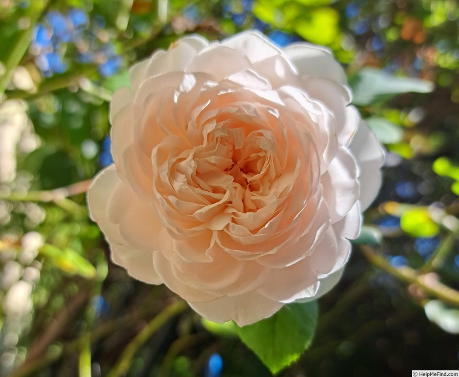 'La Belle Rouet' rose photo