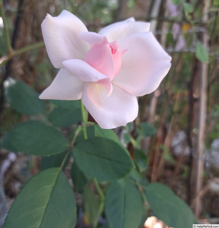 'Petit Trianon ®' rose photo