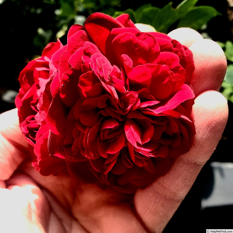 'Navy Lady' rose photo