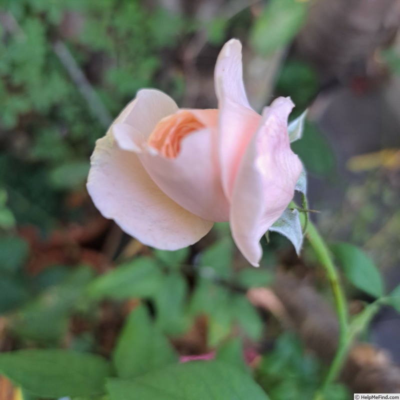 'Nahéma' rose photo