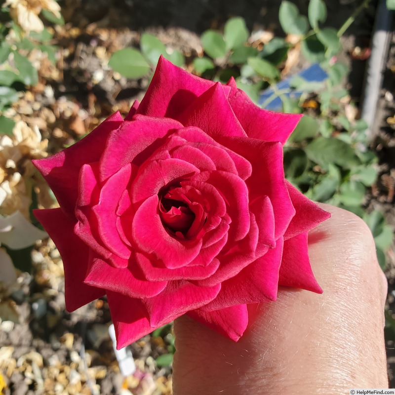 'Night Time' rose photo