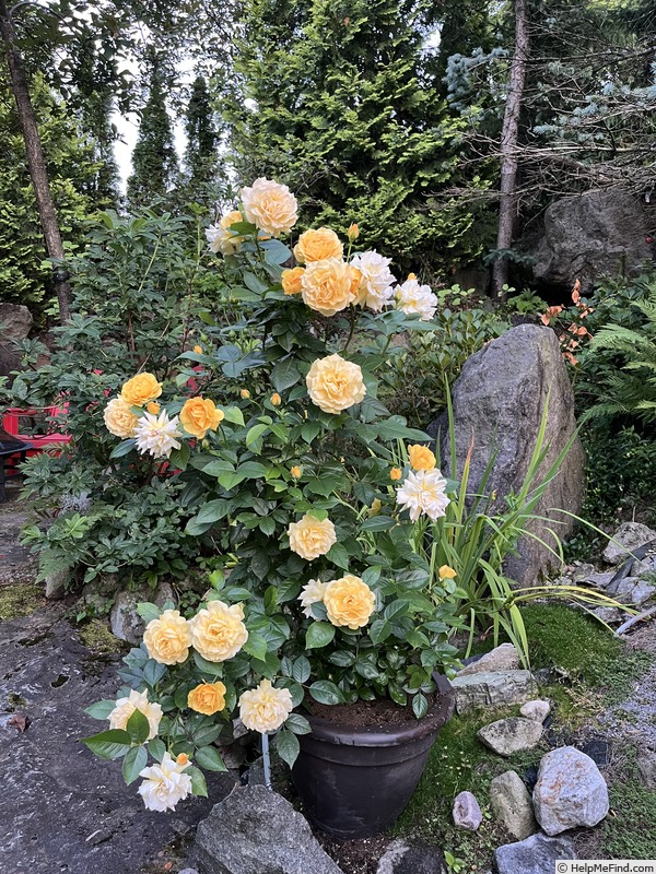 'Julia Child ™ (Floribunda, Carruth 2004)' rose, click to enlarge 'Julia Child ™ (Floribunda, Carruth 2004)' rose photo