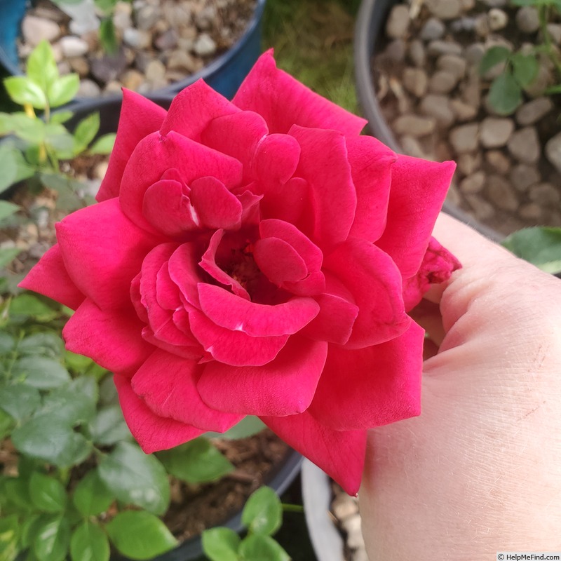'Mirandy (Hybrid Tea, Lammerts 1944)' rose photo