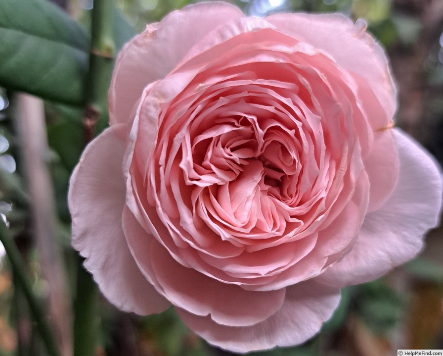'Nahéma' rose photo