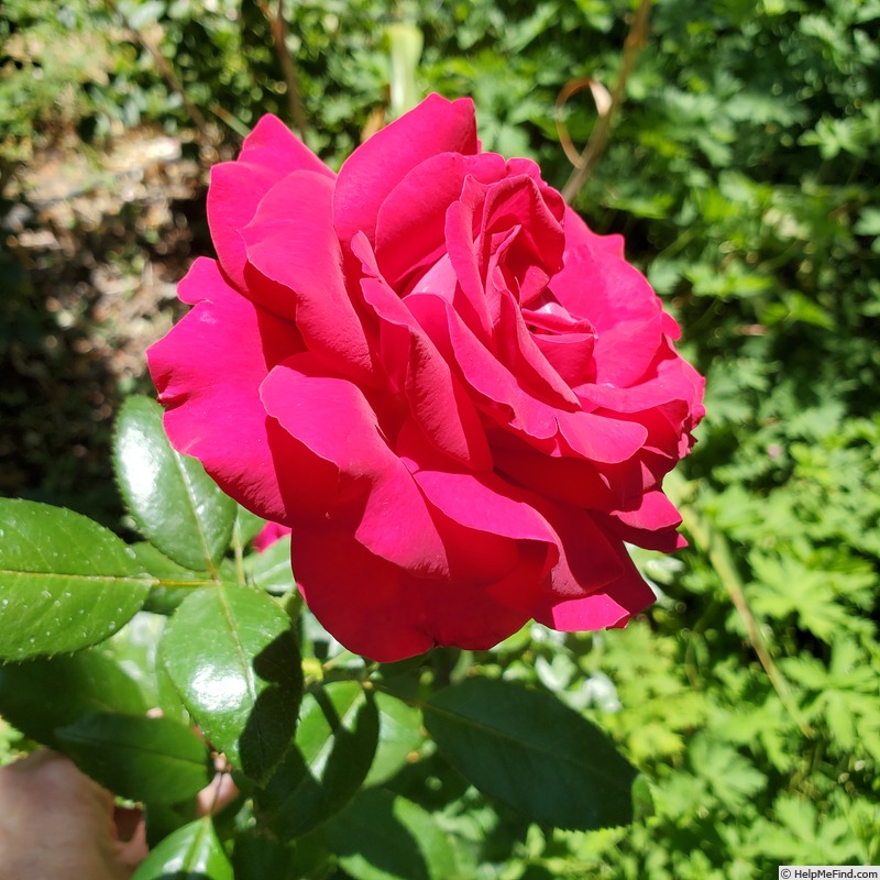 'Stiletto' rose photo