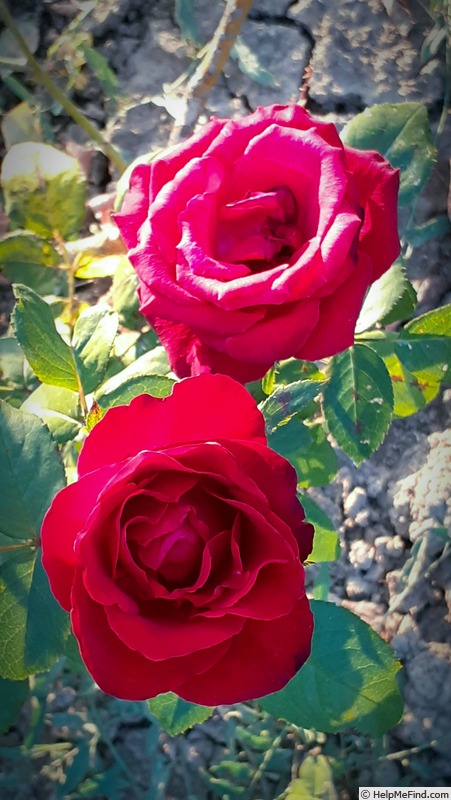 'Crimson Glory (hybrid tea, Kordes 1935)' rose photo