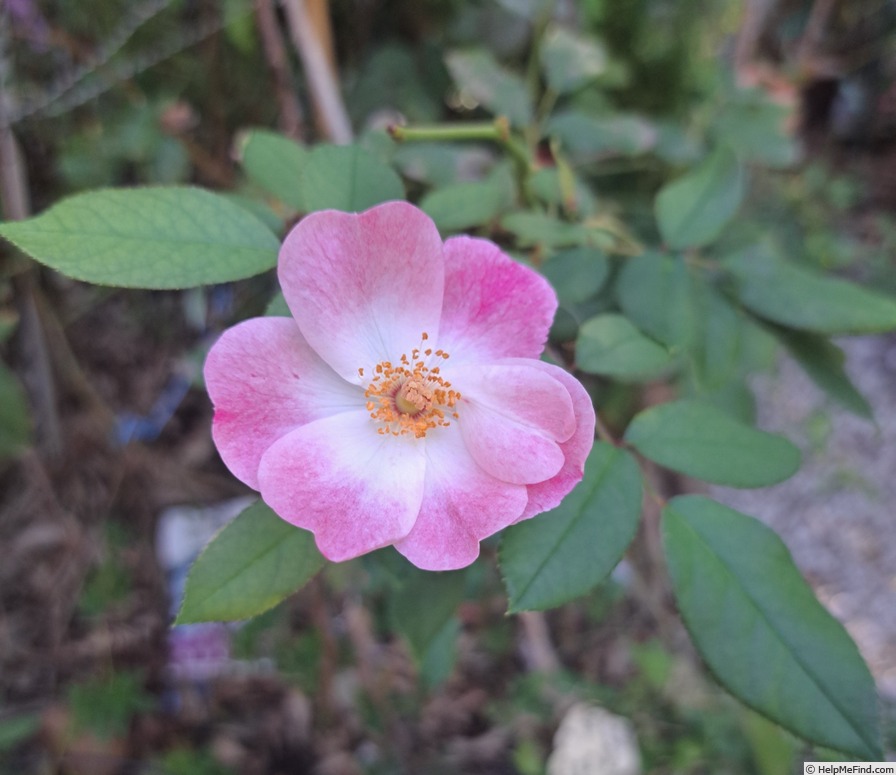 'Rush ®' rose photo
