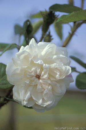 'Muscosa Alba' rose photo