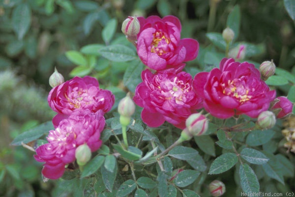 '<i>Rosa centifolia</i> var. <i>parvifolia</i> (Ehrh.) Rehder' rose photo