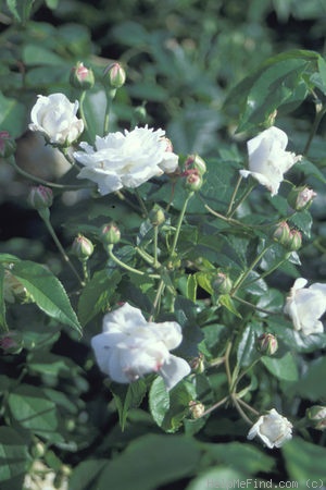 'Autumnalis (hybrid moschata, Laffay, pre 1828)' rose photo
