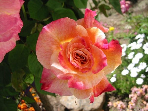 'Abracadabra (hybrid tea, Warriner 1991)' rose photo