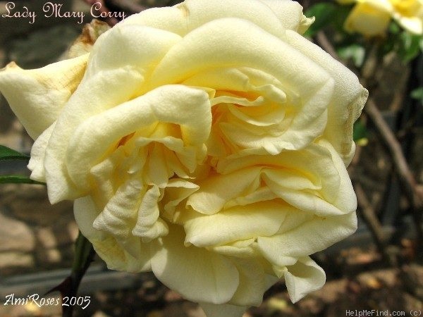 'Lady Mary Corry' rose photo