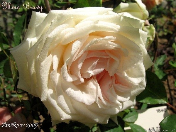 'Madame Bravy' rose photo