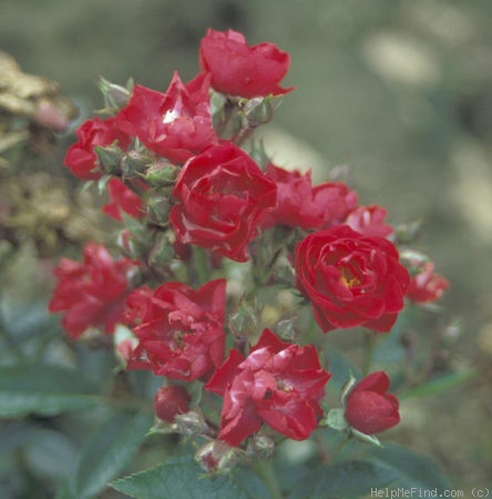 'Sneezy' rose photo