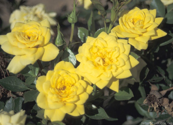 'Goldjuwel ® (miniature, Evers/Tantau, 1993)' rose photo