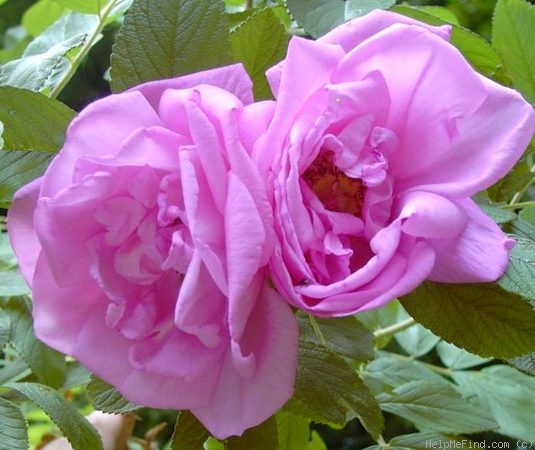 'Rosa Zwerg' rose photo