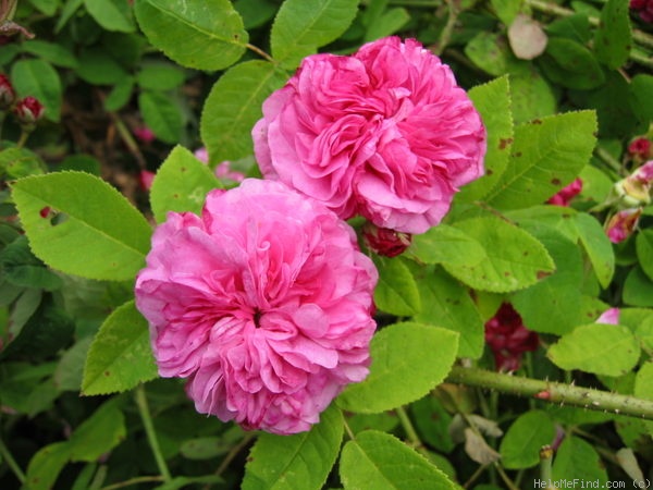 'Delambre' rose photo