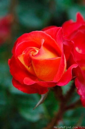 'Dolly's Forever Rose' Rose