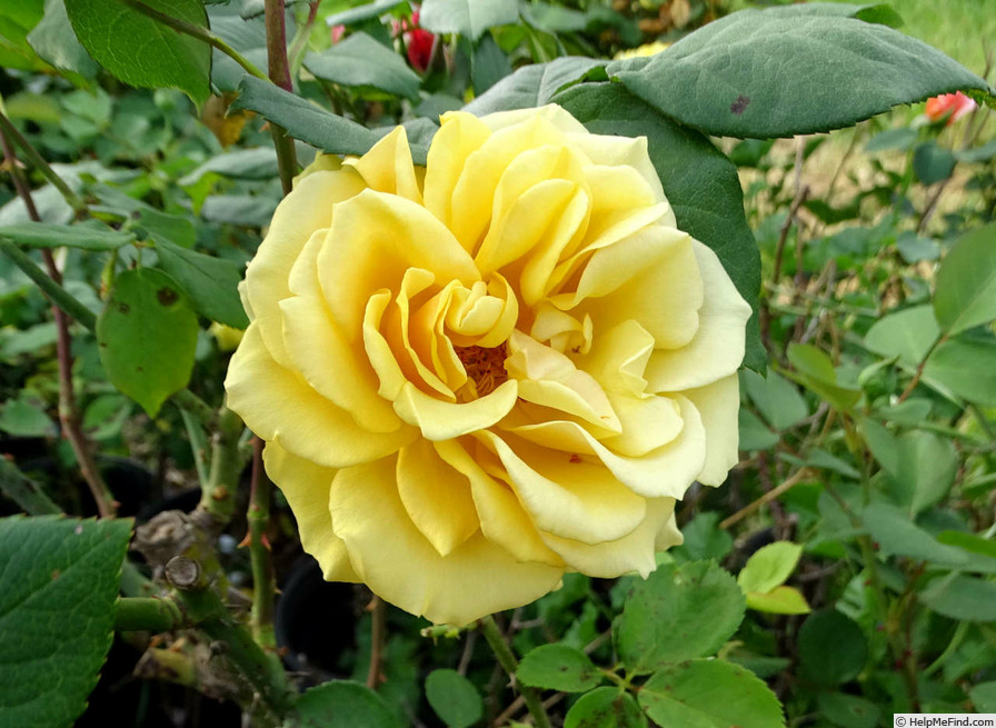 'Alex's Lemonade Stand' rose photo