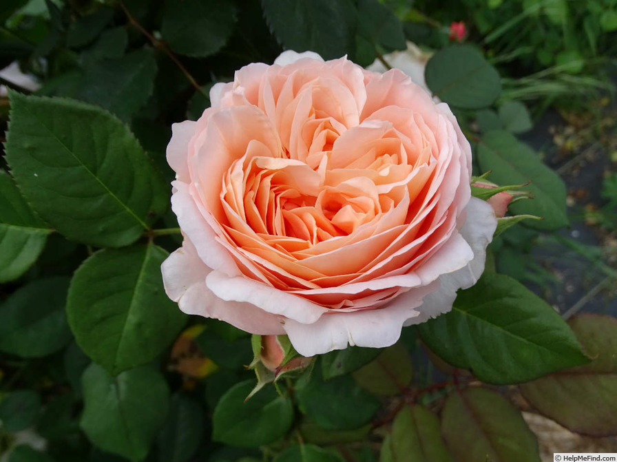 'Ambridge Rose ®' rose photo