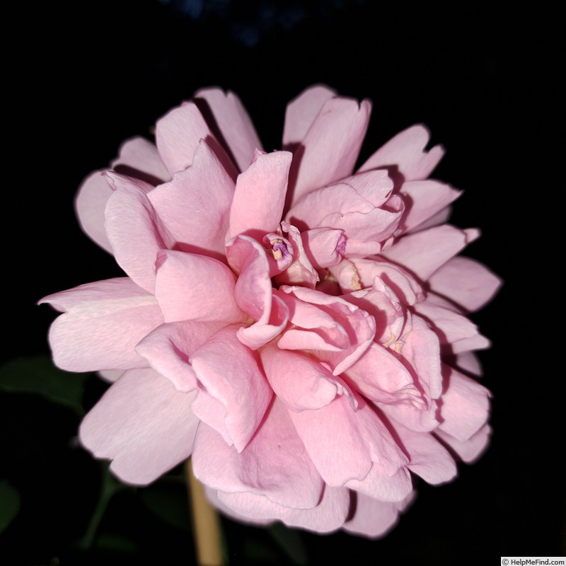 'Princess Alexandra of Kent' rose photo