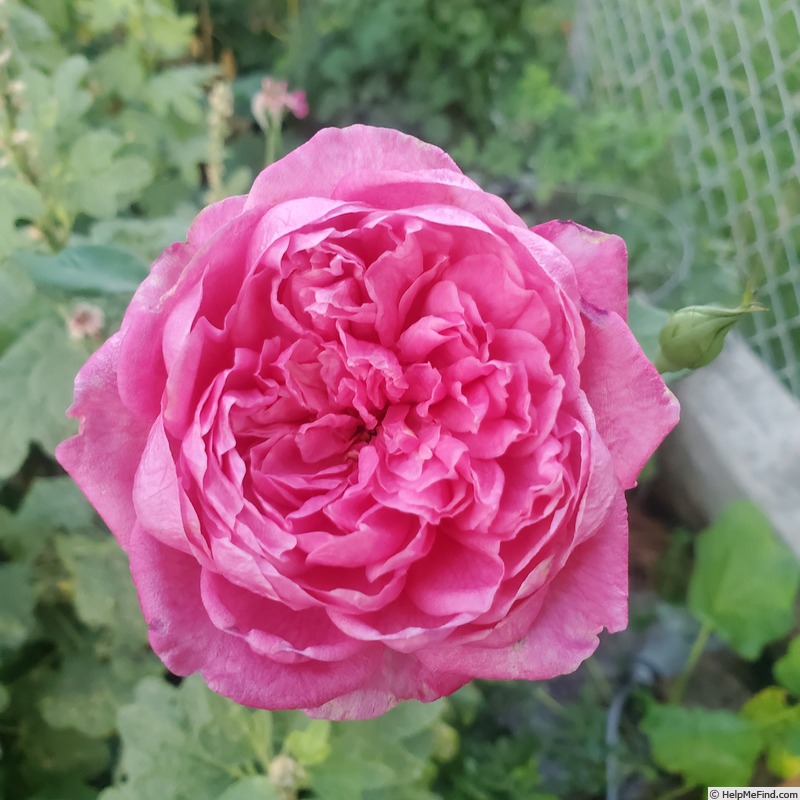 'Mrs. B.R. Cant (Tea, Cant, 1901)' rose photo