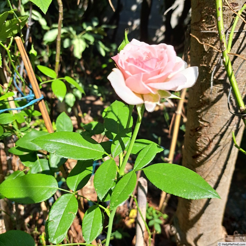 'Catherine Meurisse ®' rose photo
