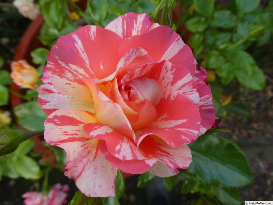 'Alfred Sisley ™' rose photo