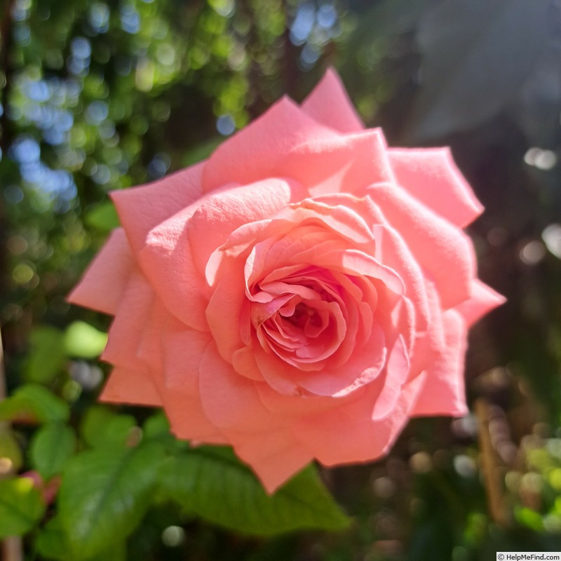 'Elaine Paige™' rose photo