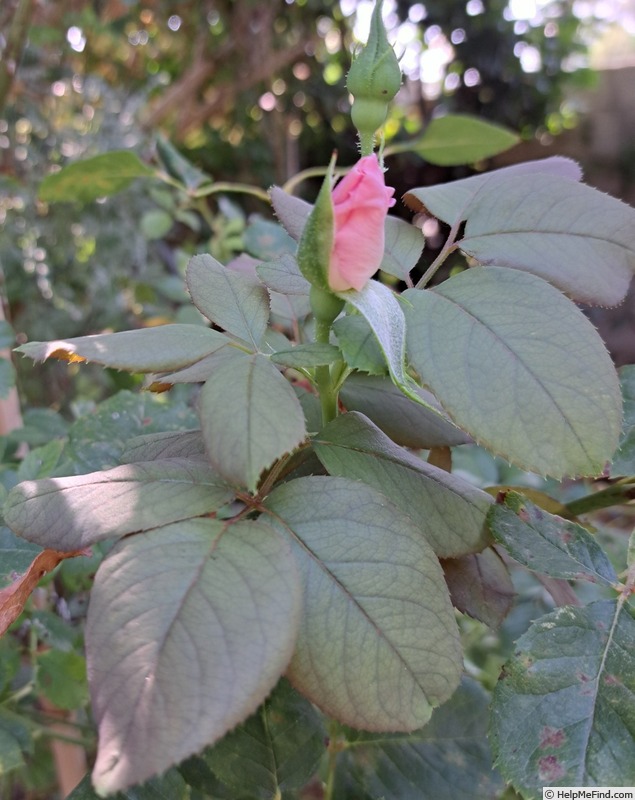 'Pear™' rose photo