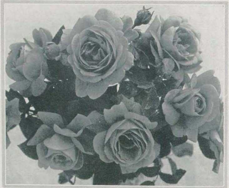 'Margaret McGredy' rose photo