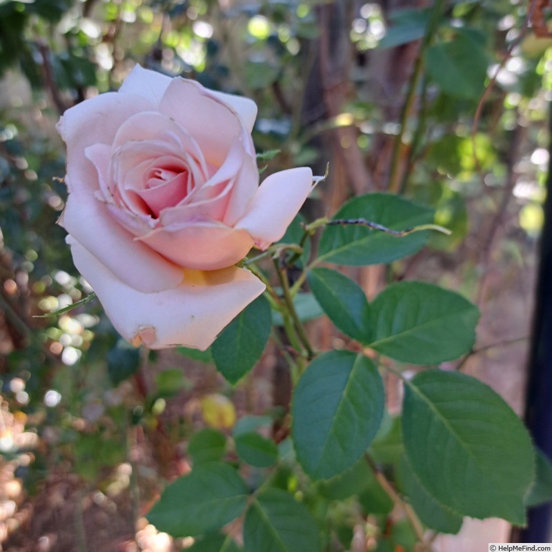 'Paul Ricard ®' rose photo