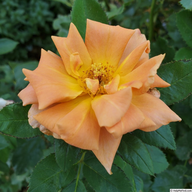 'Pumpkin Patch (floribunda, Bedard 2008)' rose, click to enlarge 'Pumpkin Patch (floribunda, Bedard 2008)' rose photo