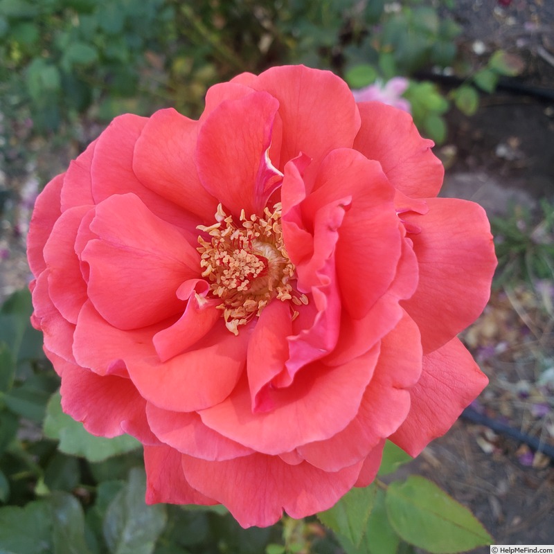 'Fragrant Cloud (hybrid tea, Tantau 1963)' rose photo