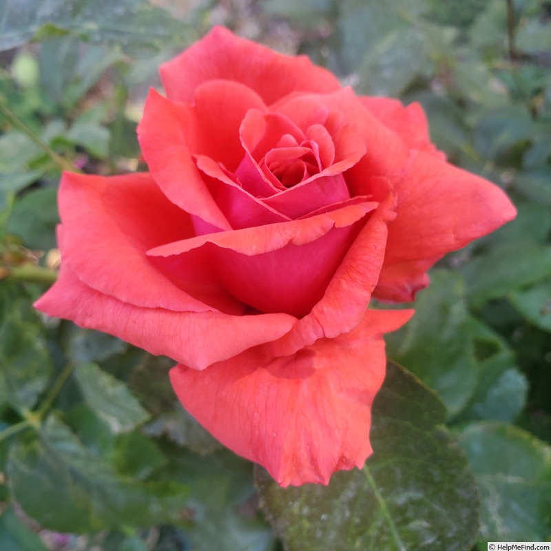 'Fragrant Cloud (hybrid tea, Tantau 1963)' rose photo