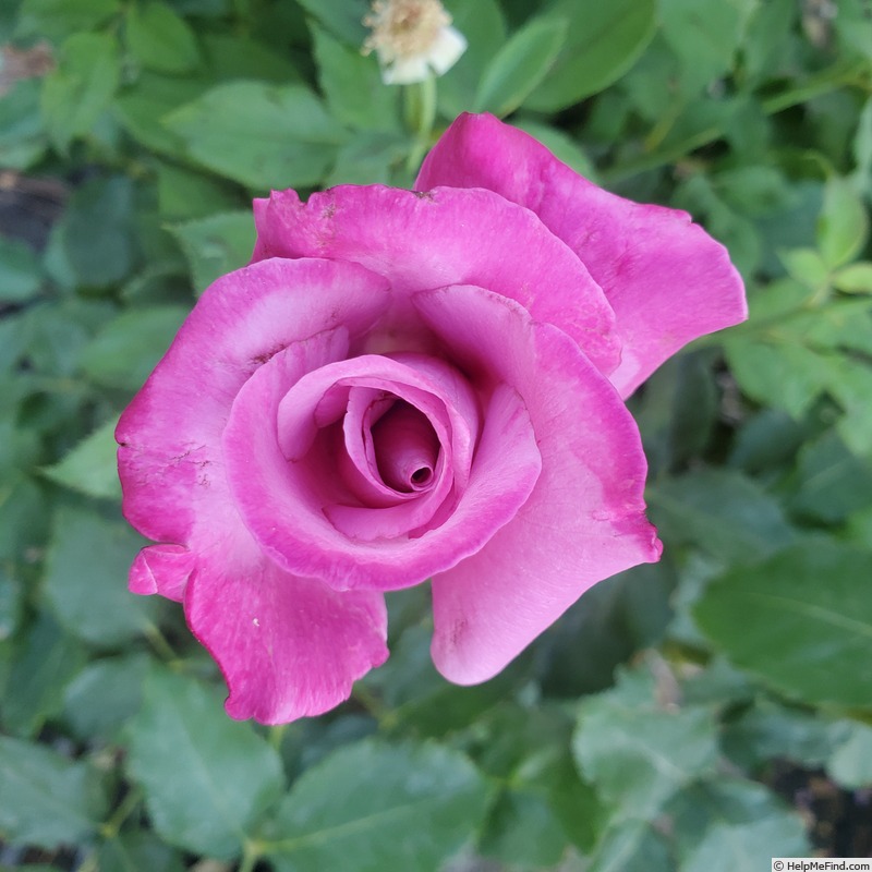 'Fragrant Plum (hybrid tea, Christensen before 1988)' rose photo