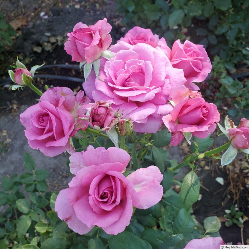 'Simply Magnifiscent' rose photo